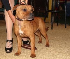 Enlèvement de chien : dans les expositions canines aussi