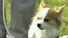 Un chihuahua décroche son brevet de chien de décombres