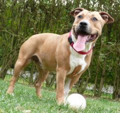 passion am’staff : un forum dédié à un chien pas comme les autres