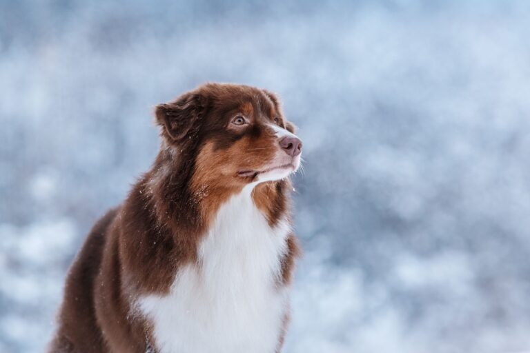 Doug, le chien le plus « moche » du monde !