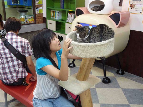 Le Japon est « fou » de ses chiens et chats