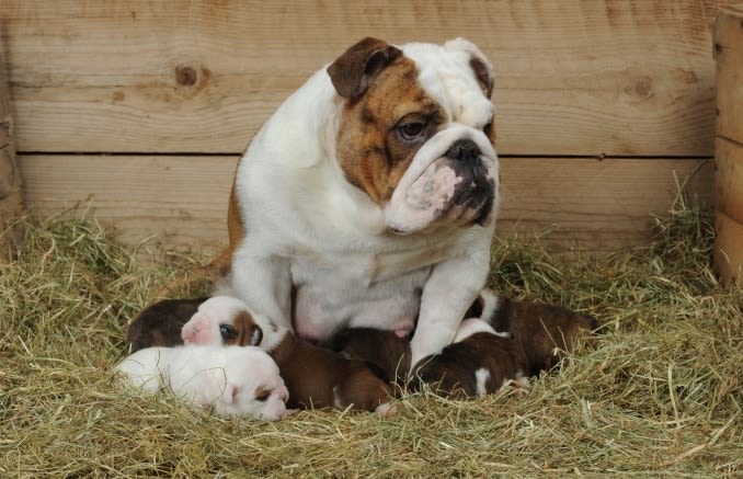 Identification ADN du chien et chat : un gage de qualité