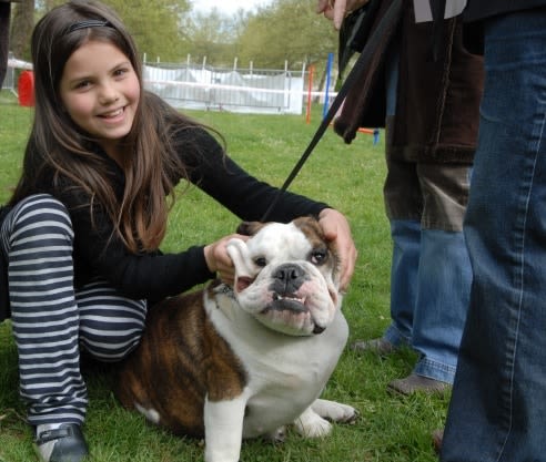 Les Anglais veulent modifier certaines races de chiens