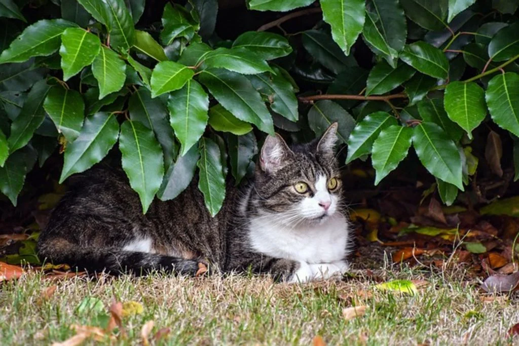 Chatte en chaleur