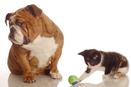Les jouets pour chats et chiens à éviter