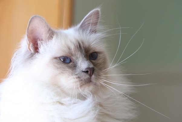 Une loi européenne protège les chats