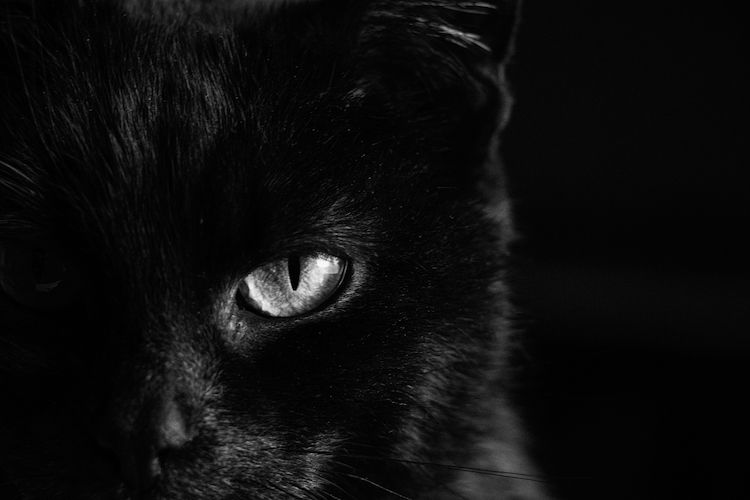 Vendredi 13 : chiens, chats et superstitions