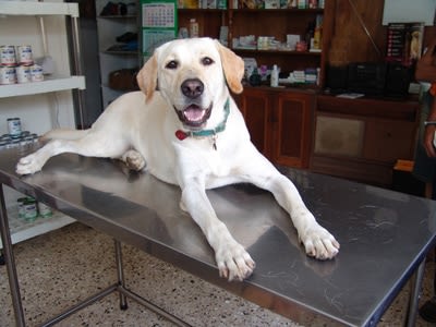 Dysplasie chez le chien : causes et conséquences