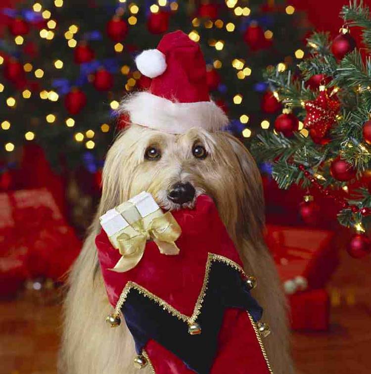 Chiens et chats croient au Père Noël