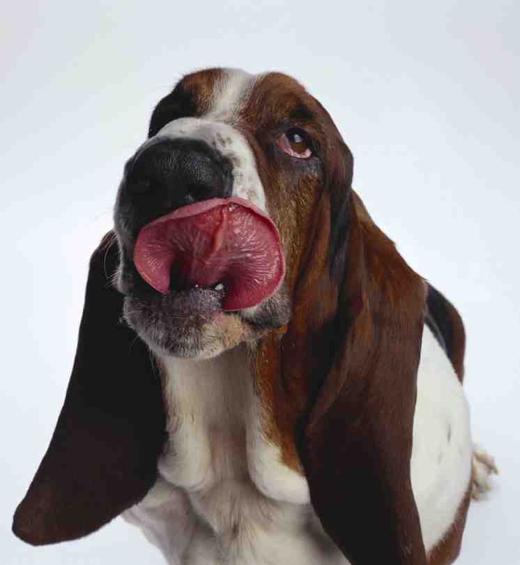 Refus d’appât : un exercice à apprendre à votre chien