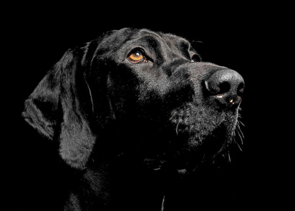 chien_superstition