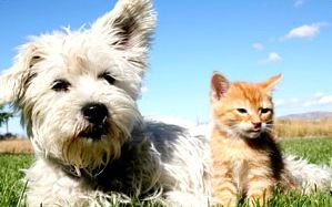 Assurance santé chien et chat : quelle utilité ?