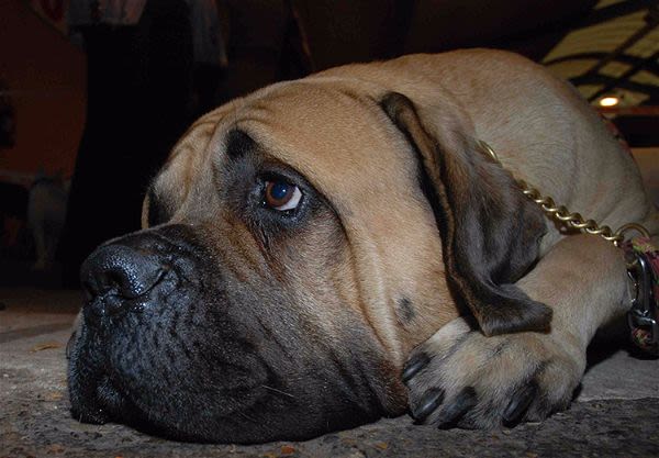 Ectopie testiculaire du chien : une maladie héréditaire