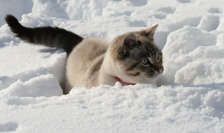 Un chat en hiver
