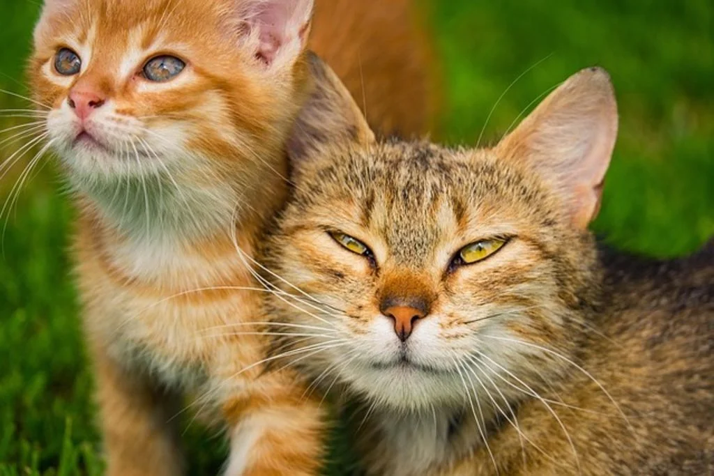 Maman et bébé chat