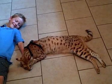 Quel est le plus grand chat du monde ?
