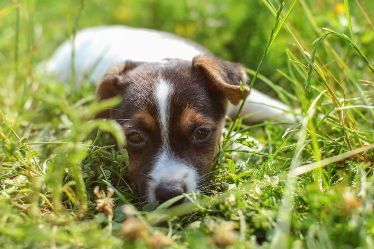 Quelles maladies transmettent les puces au chien ?