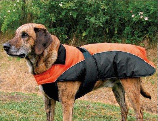 Manteaux pour chien : protection et sécurité