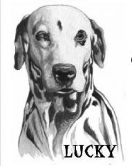 Marche blanche en faveur des chiens et de Luky en particulier