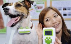 Un traducteur d&rsquo;aboiements pour chien