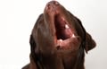 Le chien aboie, gratte, tire la laisse… que faire ?