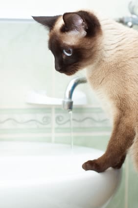 Fontaine à eau pour chat buveur ou joueur