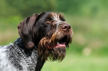 Nord : un chien empoisonné par un pesticide interdit