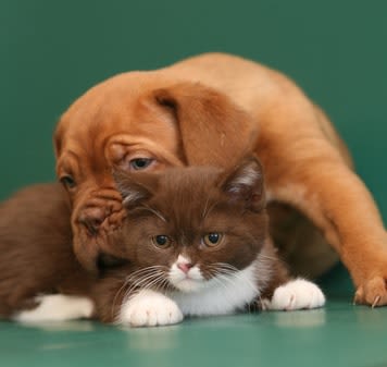Chiens et chats : en 2011, son nom commence par un « G »