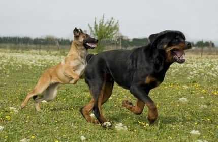 Les cause de la dilatation-torsion d’estomac chez le chien