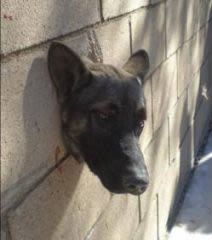 Trop curieux, un chien se coince la tête dans un mur  !