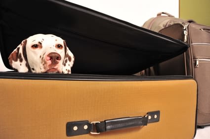 Voyager avec son chien : la puce électronique obligatoire