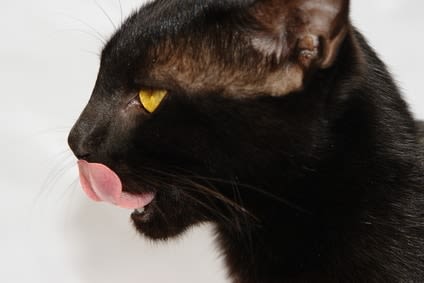 Pourquoi le chat retrousse-t-il ses babines pour sentir ?