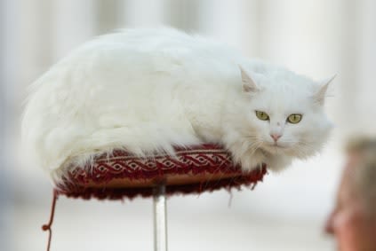 Education contre dressage : quand le chat fait encore du cirque