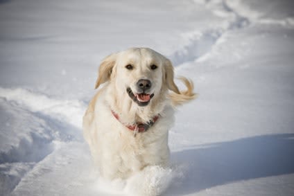 Vacances à la neige : tout schuss pour votre chien !