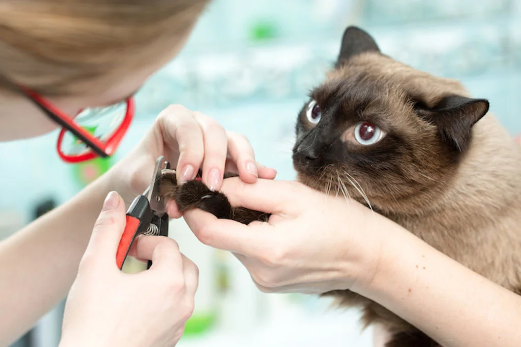 couper les griffes de son chat