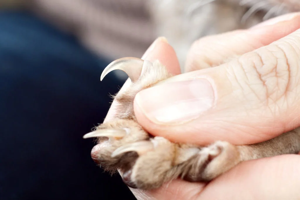 entretien griffes chat
