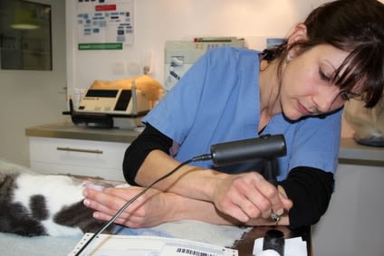 Identification obligatoire pour tous les chats en 2012