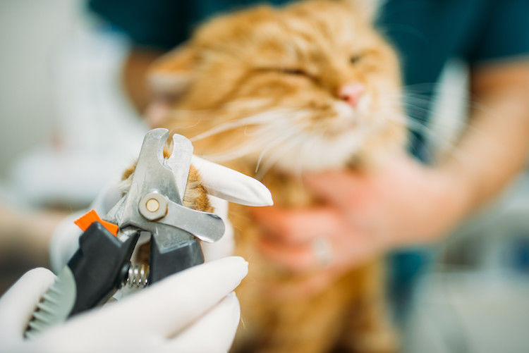 Comment bien couper les griffes de votre chat ?