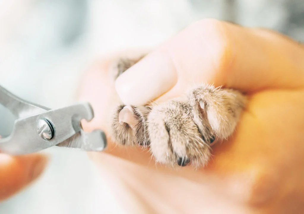 taille des griffes du chat