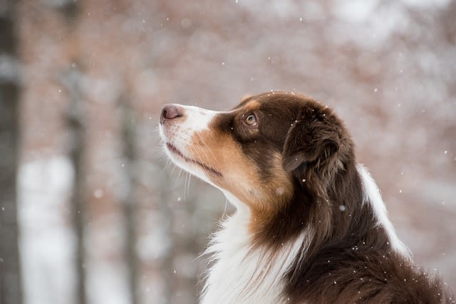 Le Top 10 des chiens préférés des Français
