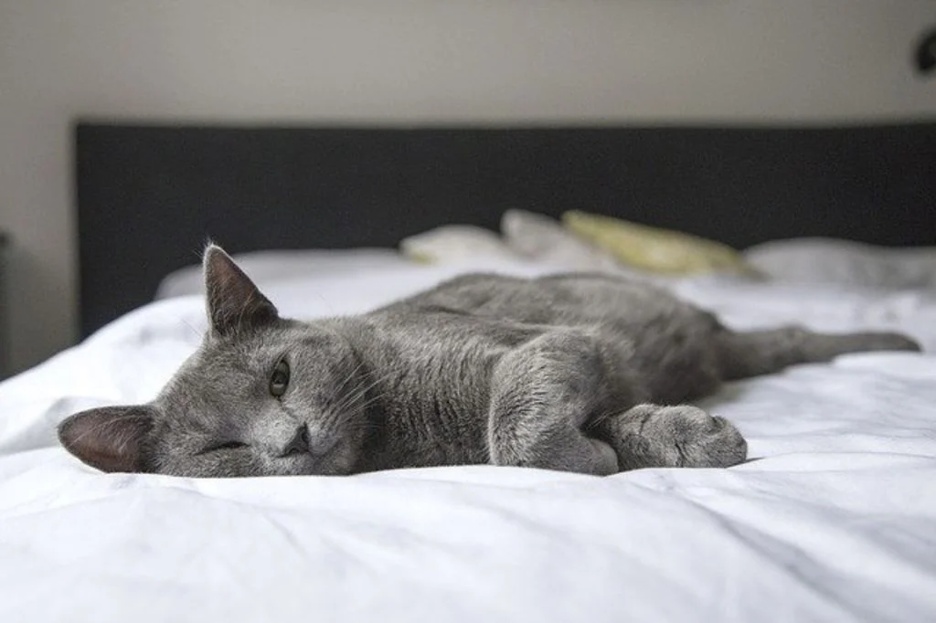 chat dans le lit