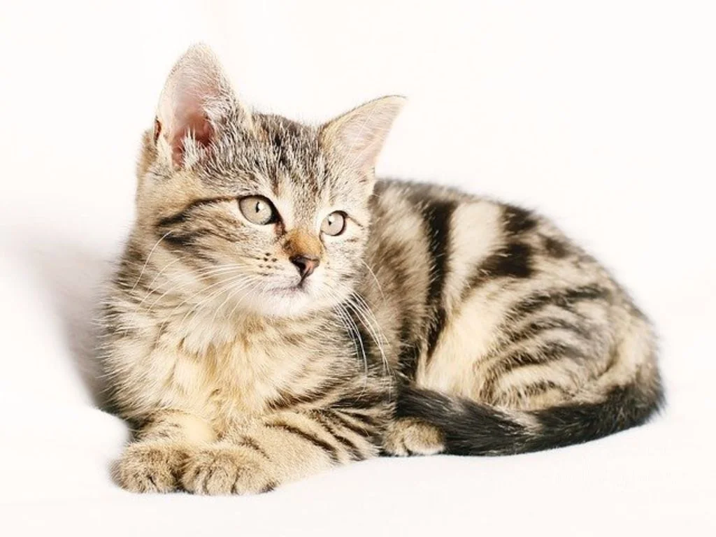 chat et bienfait
