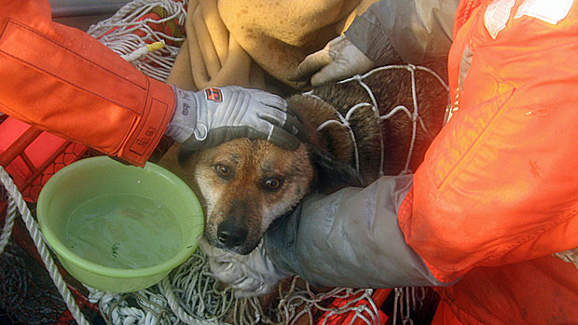 Catastrophe au Japon, chiens et chats aussi victimes