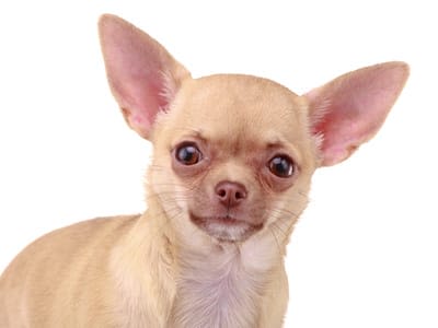 Chien et chat : l’importance de l’identification