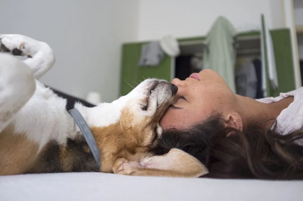 chien et maitre