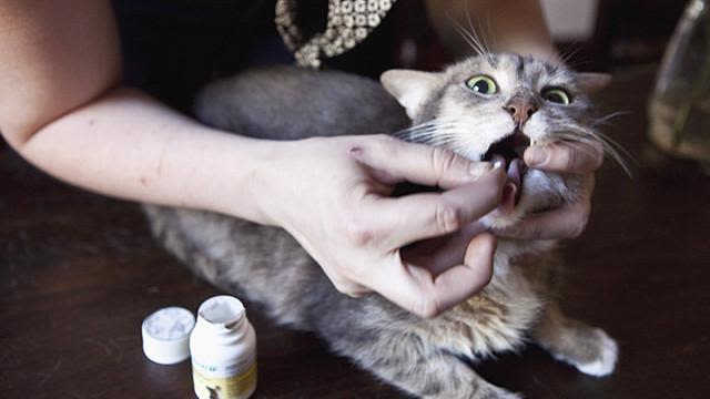 Chiens et chats sous Prozac aux Etats-Unis
