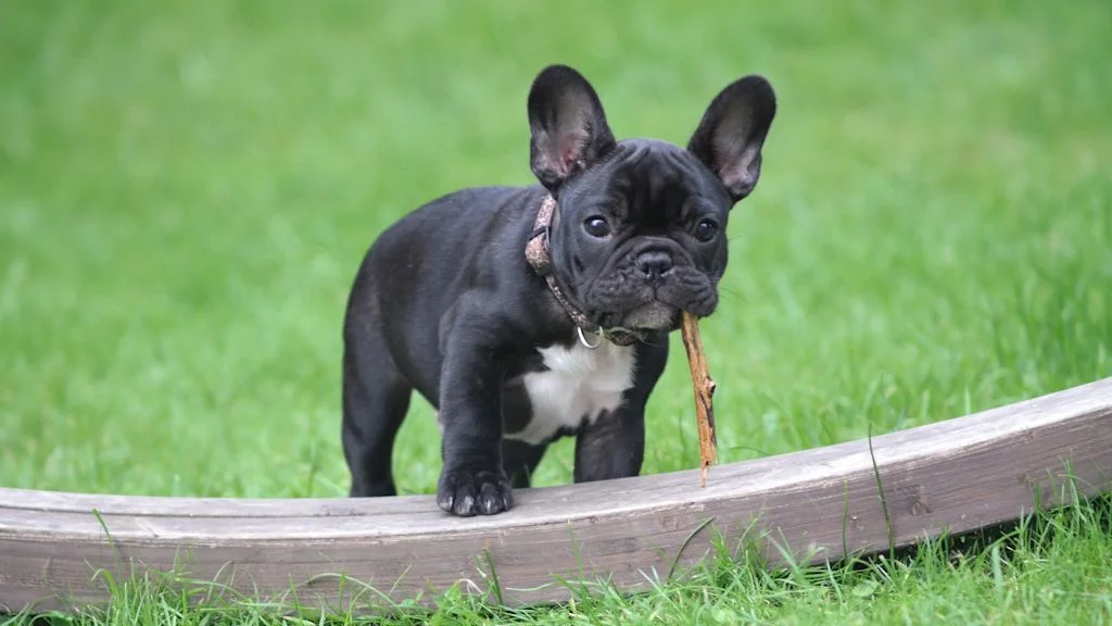 chiot bouledogue