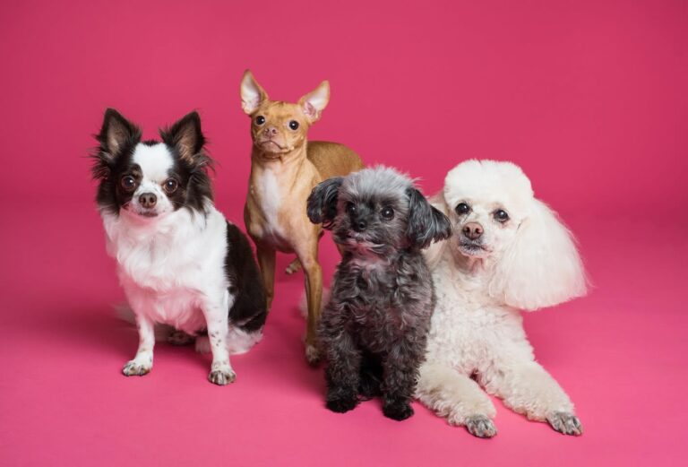 De quoi dépend l&rsquo;espérance de vie des chiens ?