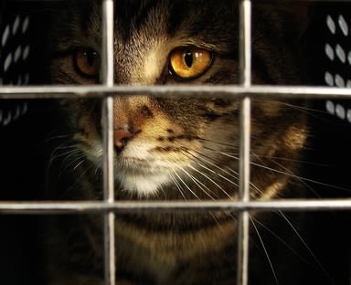 Cruauté animale : la justice se fait de plus en plus sévère