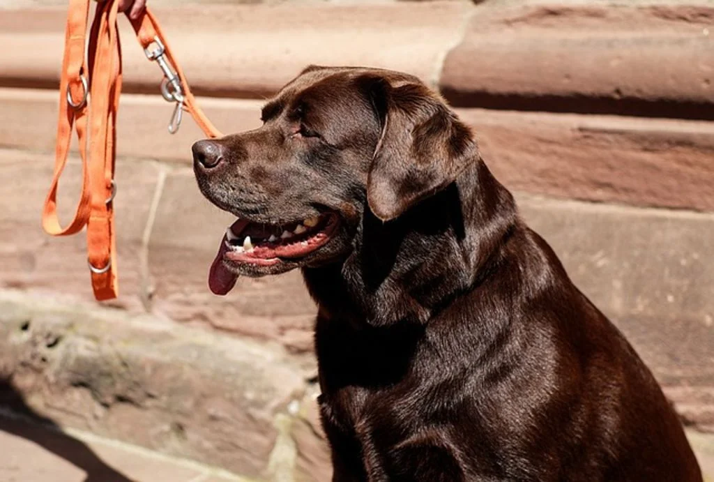labrador retriever